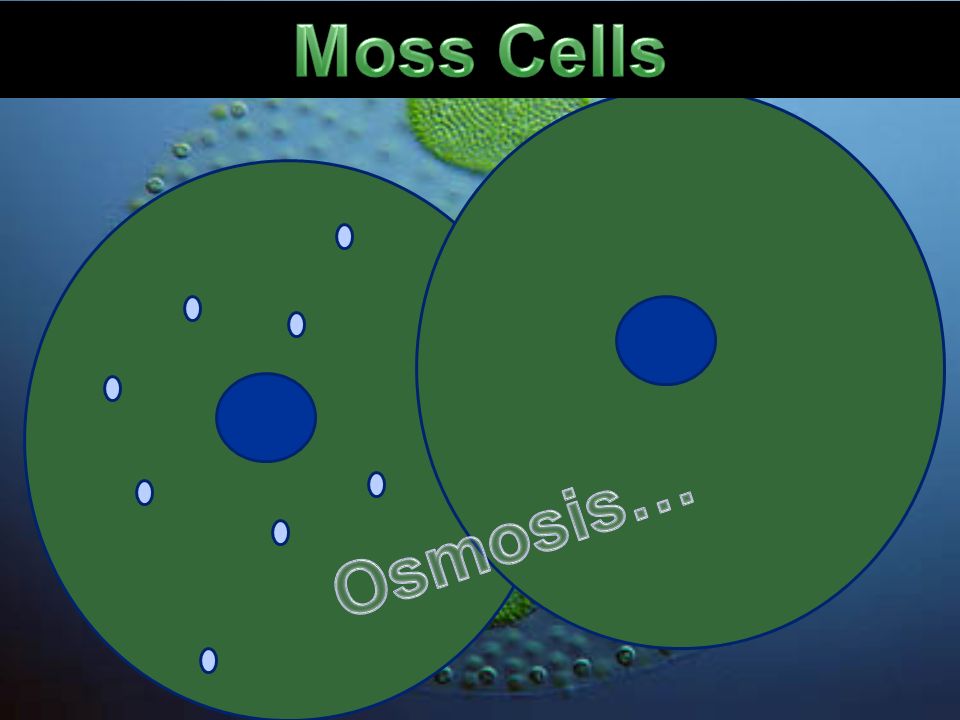 Moss Cells Osmosis…