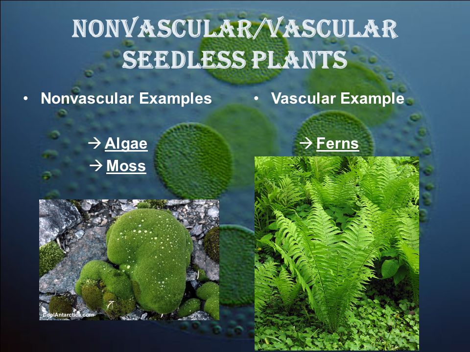 Nonvascular/Vascular Seedless Plants