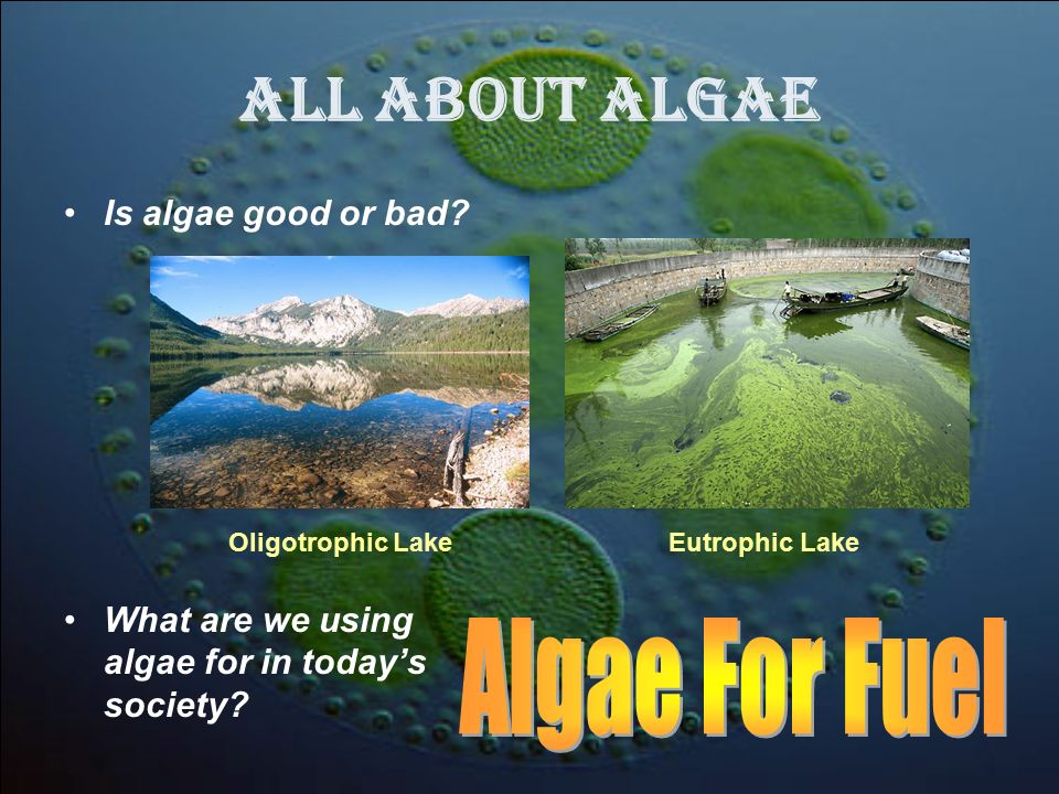 All About Algae Algae For Fuel Is algae good or bad