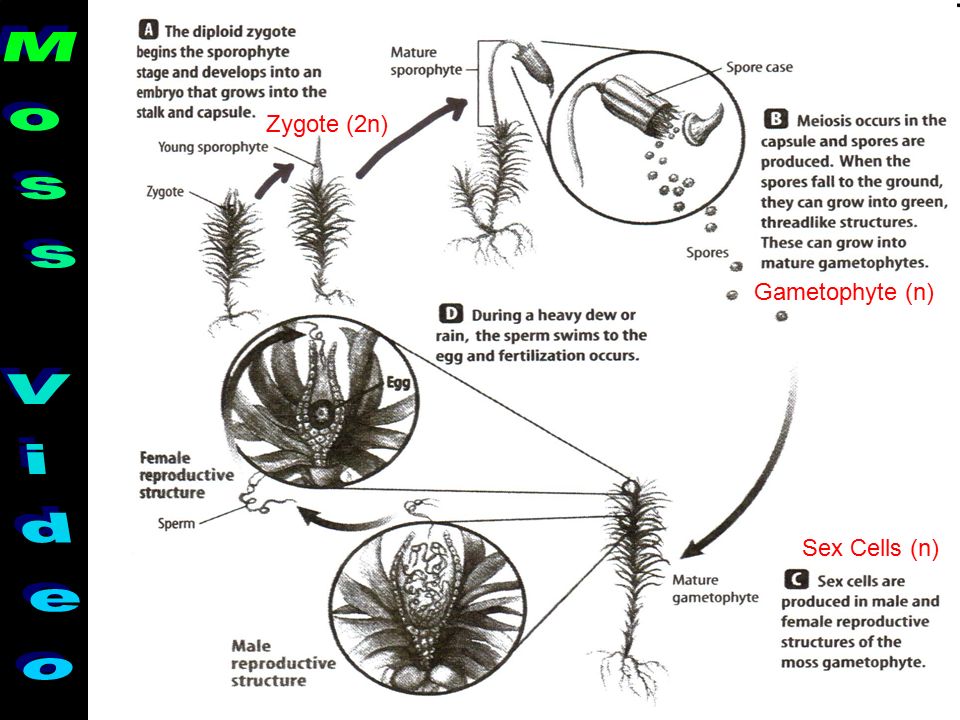 Zygote (2n) Gametophyte (n) Moss Video Sex Cells (n)