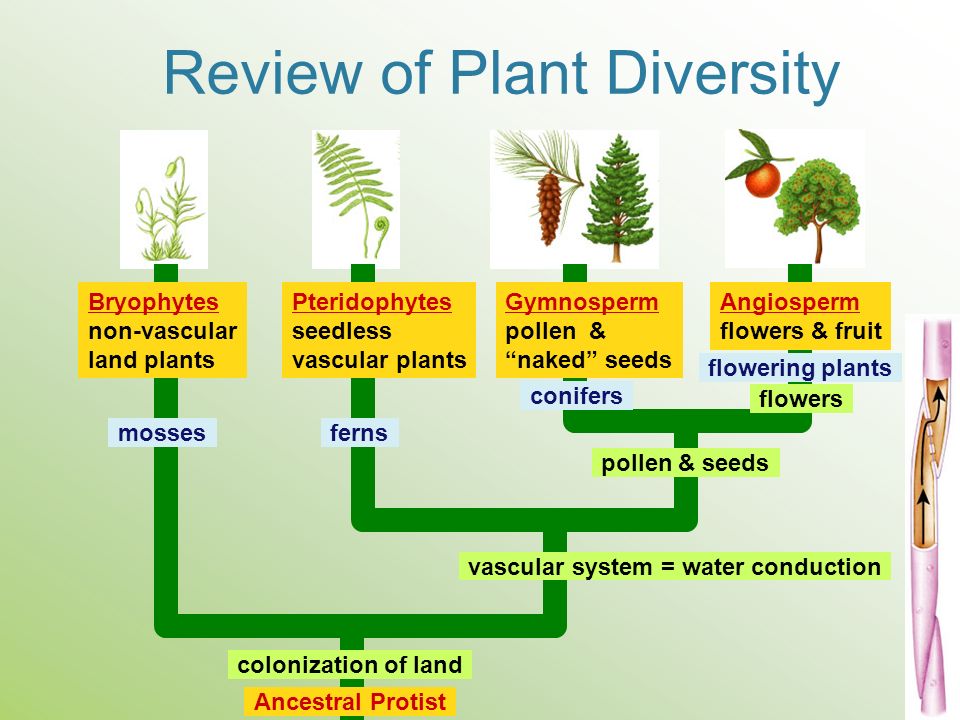 Review of Plant Diversity