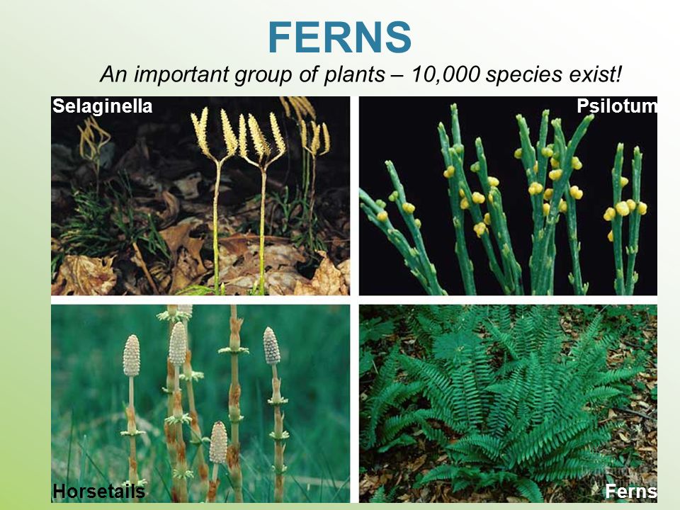 FERNS An important group of plants – 10,000 species exist! Selaginella