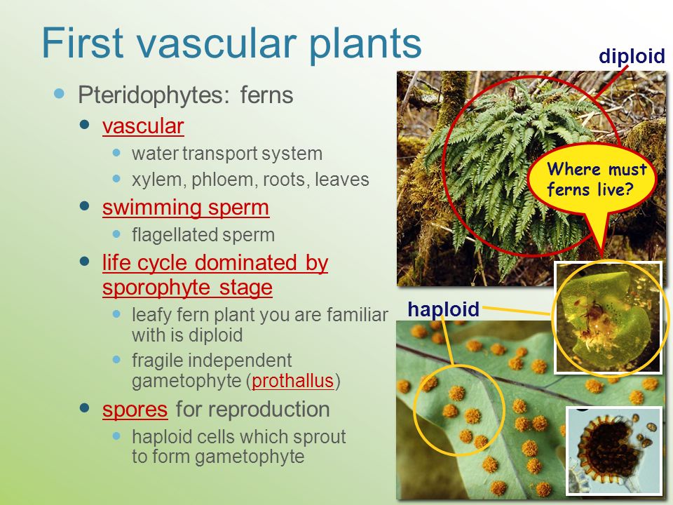 First vascular plants Pteridophytes: ferns vascular swimming sperm
