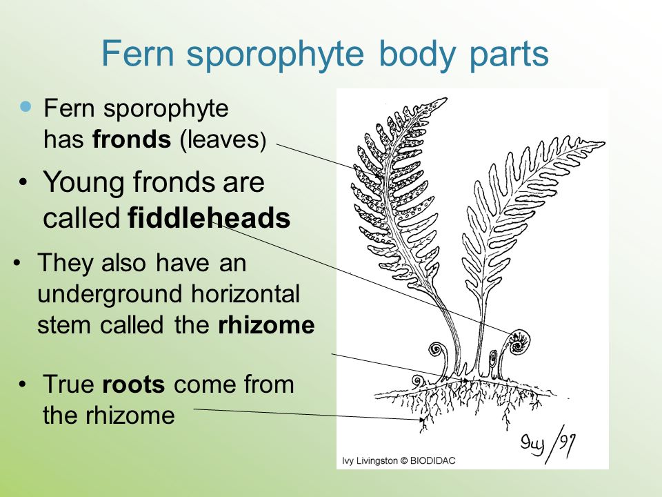 Fern sporophyte body parts