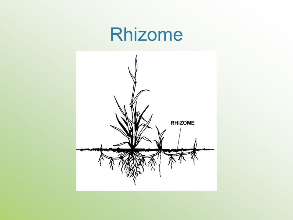 Rhizome