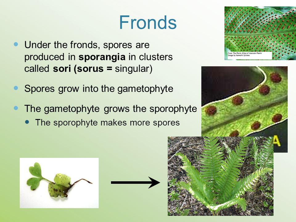 Fronds Under the fronds, spores are produced in sporangia in clusters called sori (sorus = singular)