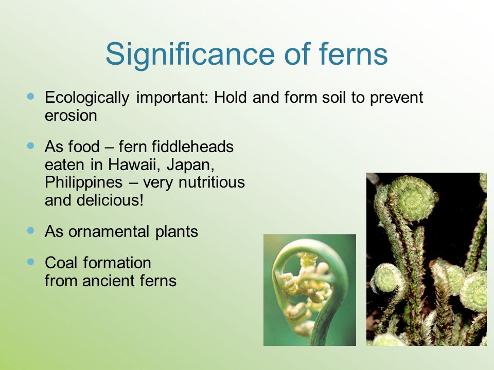 Significance of ferns Ecologically important: Hold and form soil to prevent erosion.