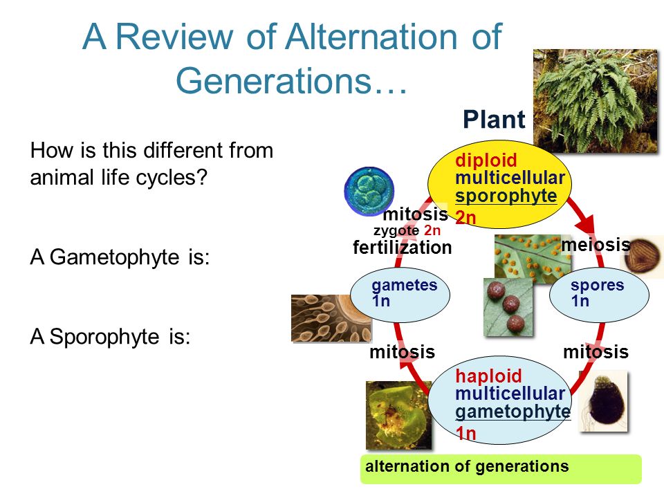 A Review of Alternation of Generations…