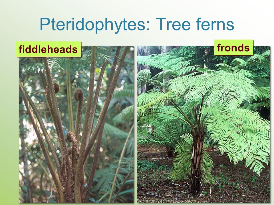 Pteridophytes: Tree ferns