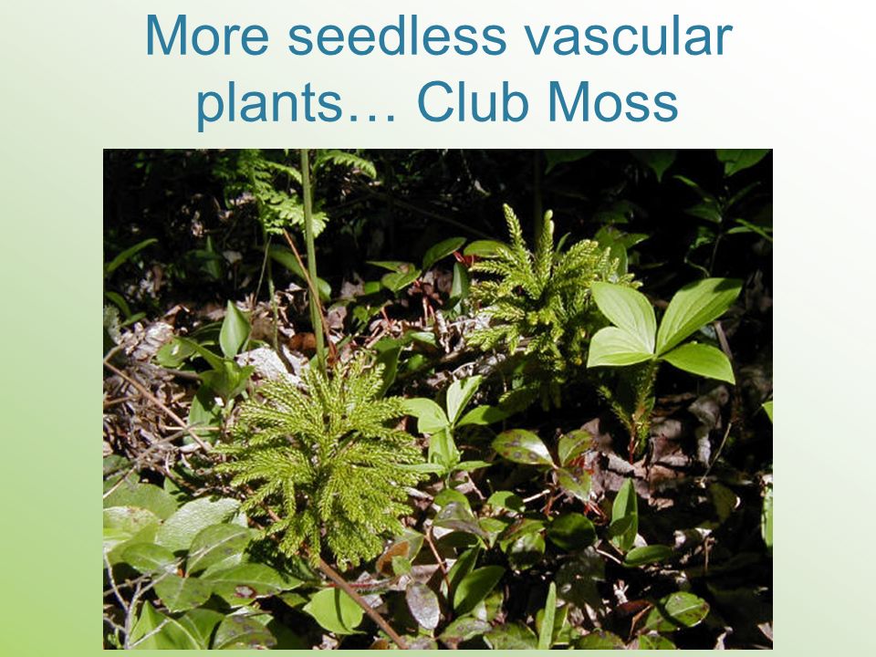 More seedless vascular plants… Club Moss