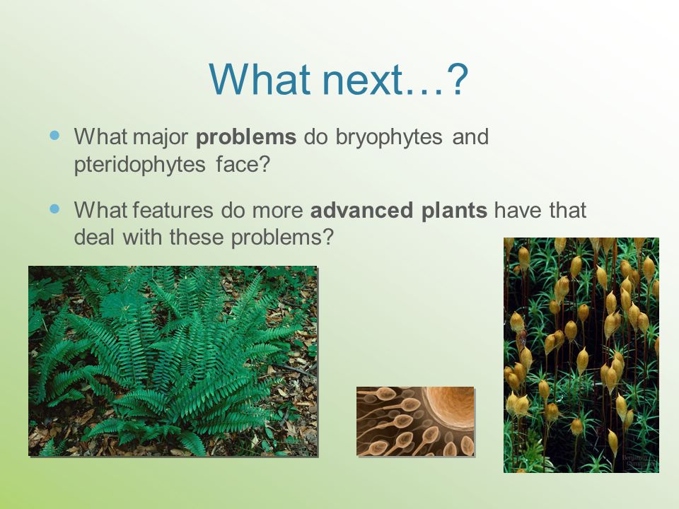 What next… What major problems do bryophytes and pteridophytes face