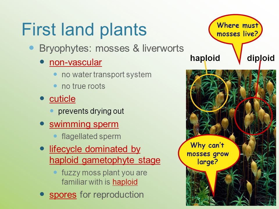 First land plants Bryophytes: mosses & liverworts non-vascular cuticle