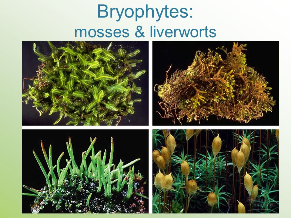 Bryophytes: mosses & liverworts
