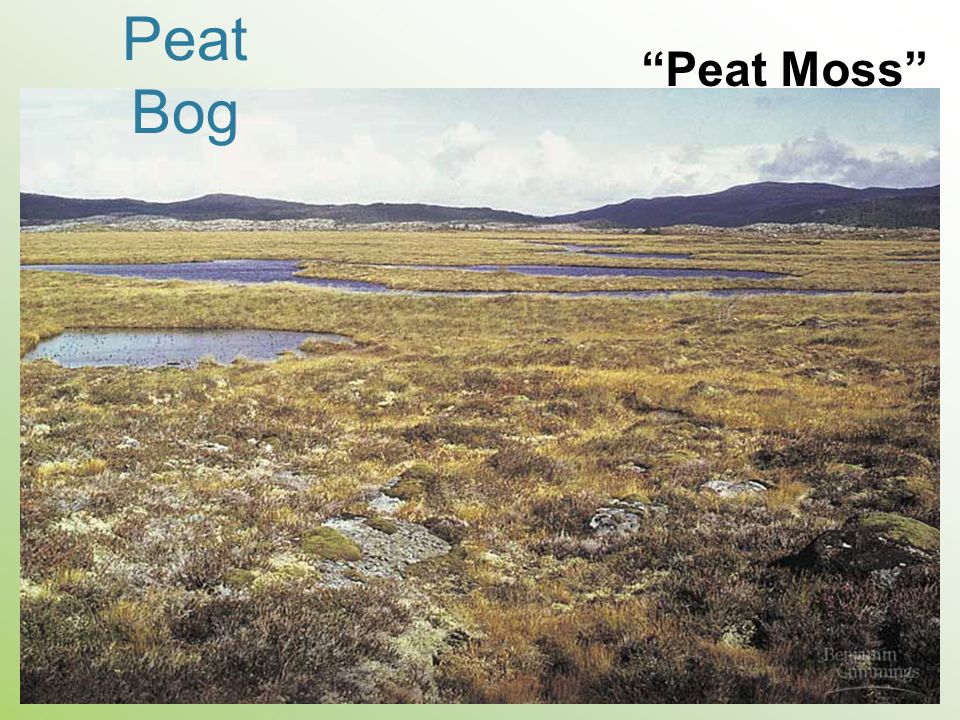 Peat Moss Peat Bog