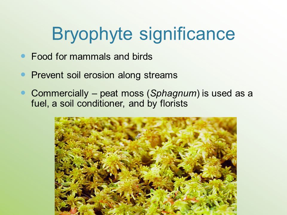Bryophyte significance