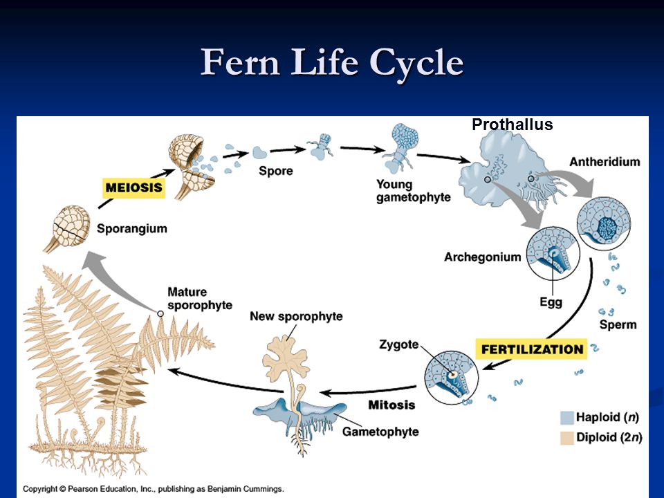 Fern Life Cycle Prothallus