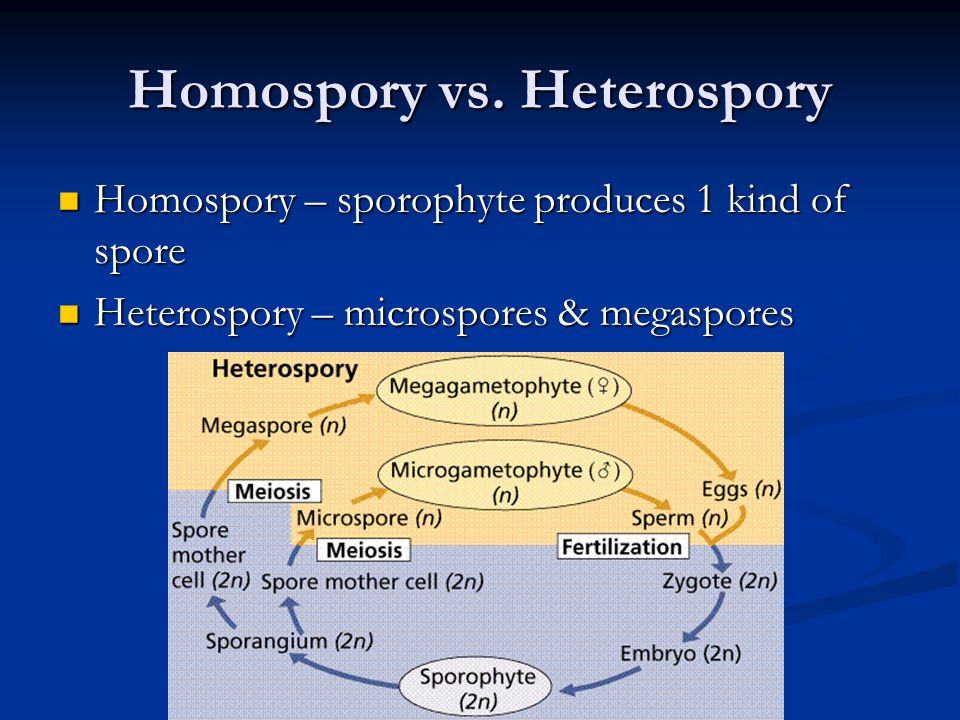Homospory vs. Heterospory