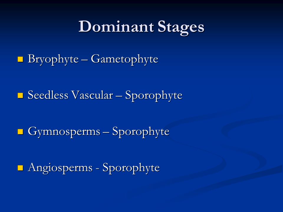 Dominant Stages Bryophyte – Gametophyte Seedless Vascular – Sporophyte
