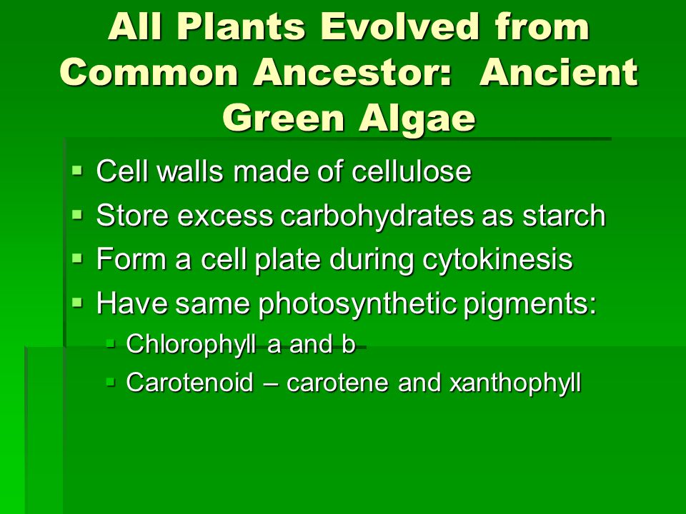 All Plants Evolved from Common Ancestor: Ancient Green Algae