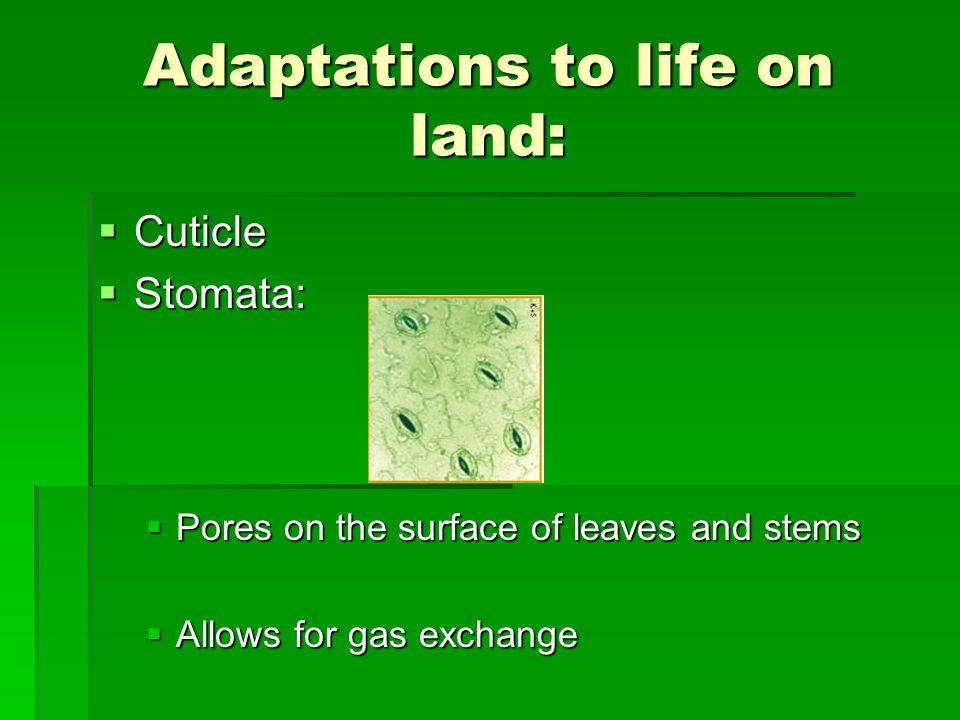 Adaptations to life on land: