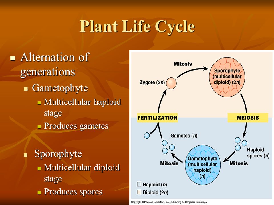 Plant Life Cycle Alternation of generations Gametophyte