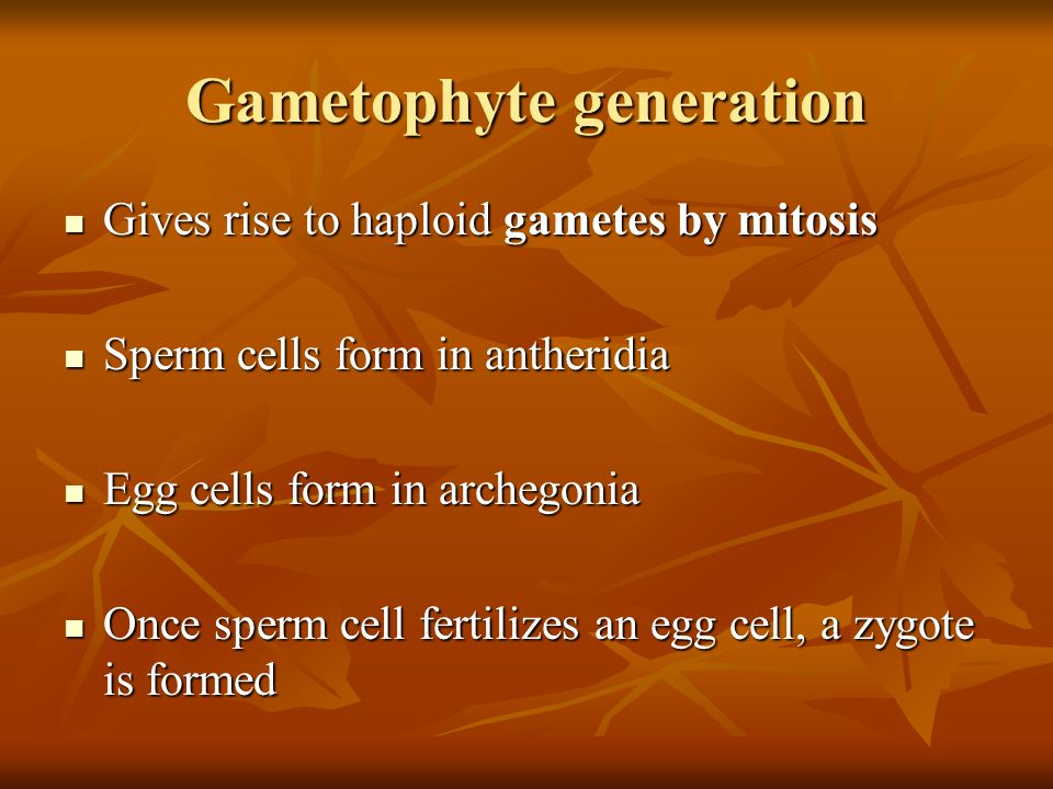 Gametophyte generation
