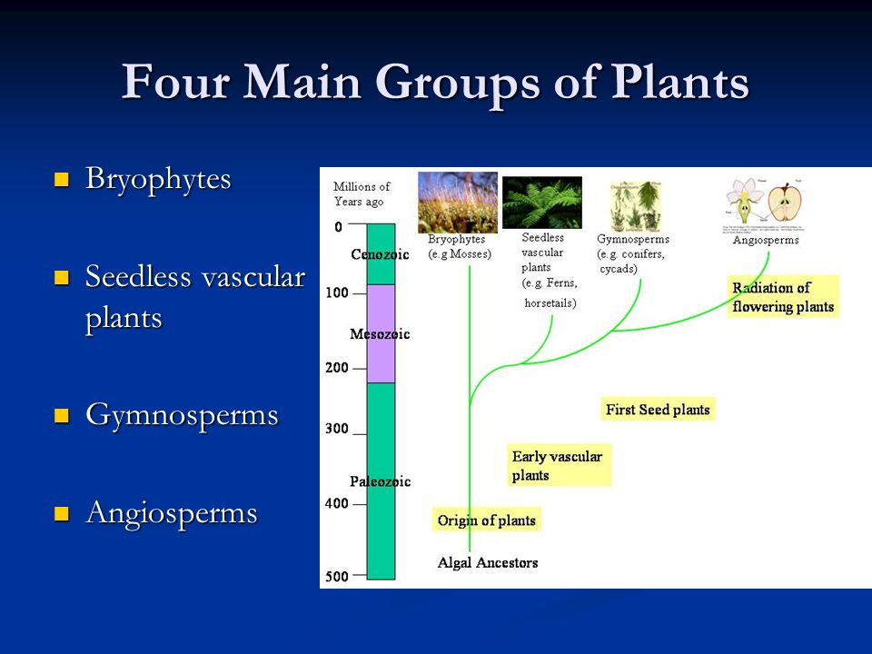 Four Main Groups of Plants