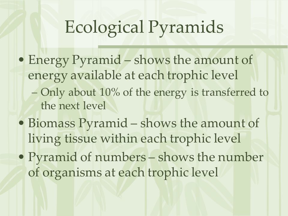 Ecological Pyramids Energy Pyramid – shows the amount of energy available at each trophic level.