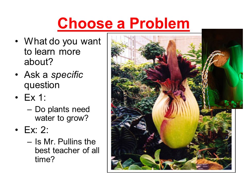 Choose a Problem What do you want to learn more about