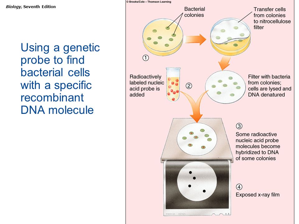 Using a genetic probe to find bacterial cells with a specific recombinant DNA molecule