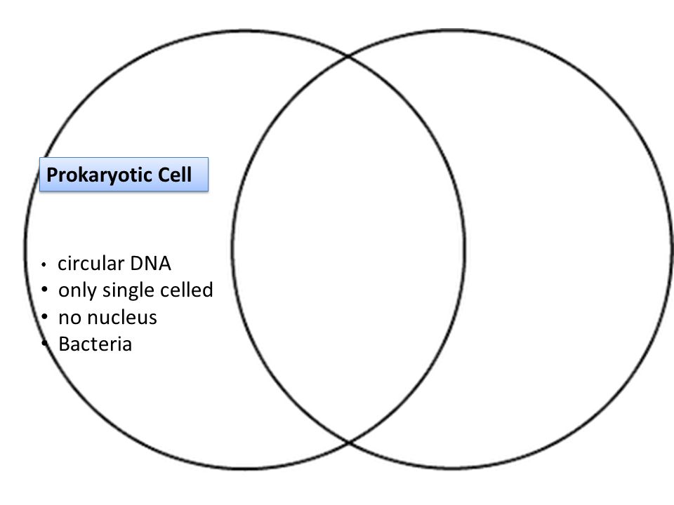 Prokaryotic Cell circular DNA only single celled no nucleus Bacteria