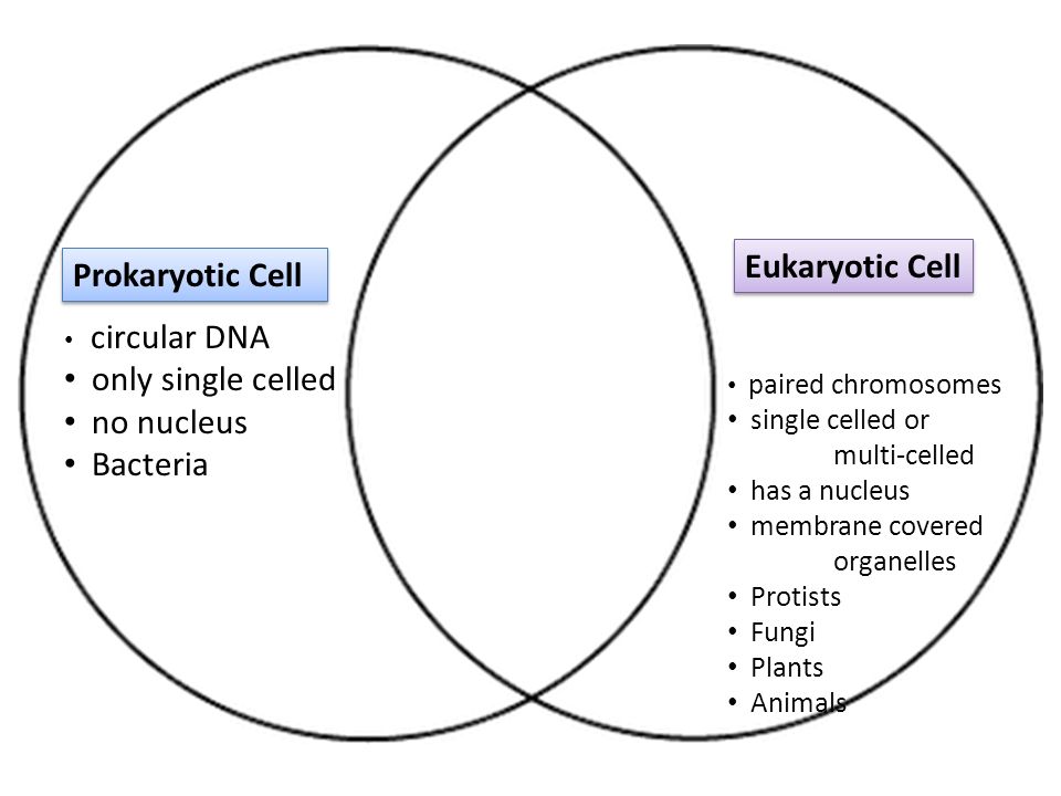 Eukaryotic Cell Prokaryotic Cell only single celled no nucleus