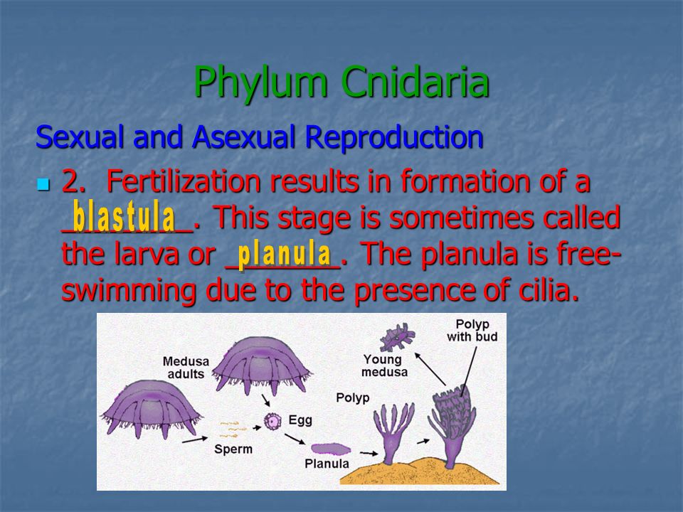 Phylum Cnidaria Sexual and Asexual Reproduction