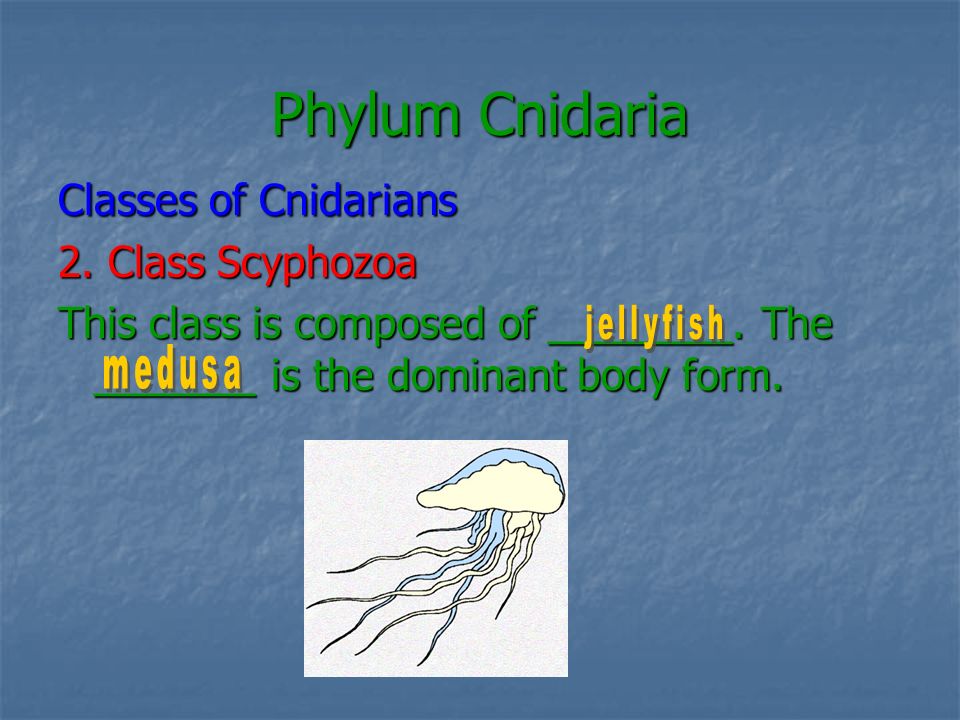 Phylum Cnidaria Classes of Cnidarians 2. Class Scyphozoa