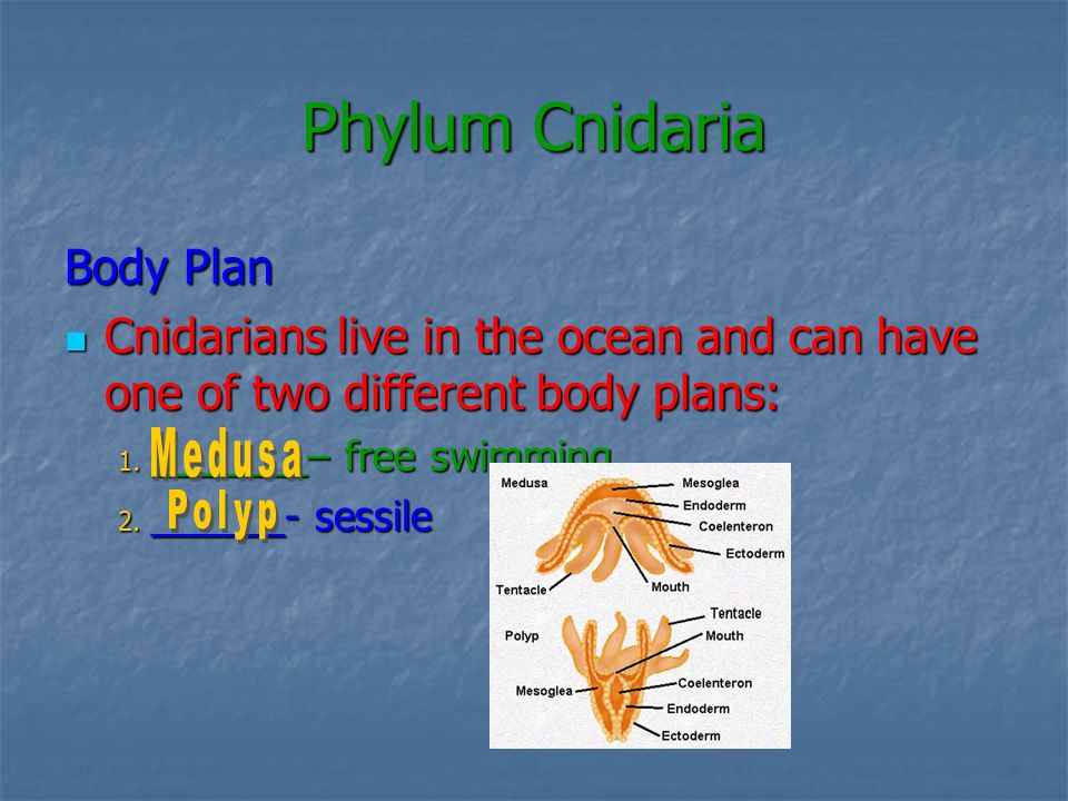 Phylum Cnidaria Body Plan
