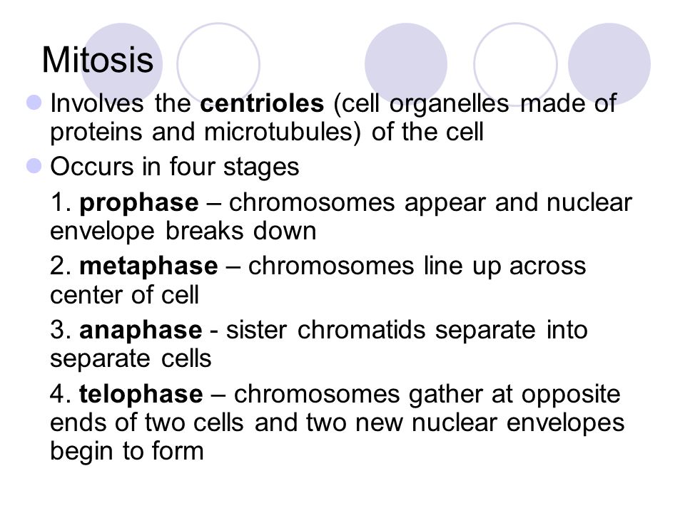 Mitosis Involves the centrioles (cell organelles made of proteins and microtubules) of the cell. Occurs in four stages.