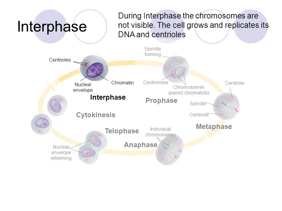 Interphase During Interphase the chromosomes are not visible. The cell grows and replicates its DNA and centrioles.