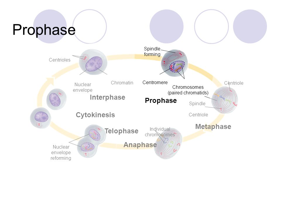 Prophase Interphase Prophase Cytokinesis Metaphase Telophase Anaphase