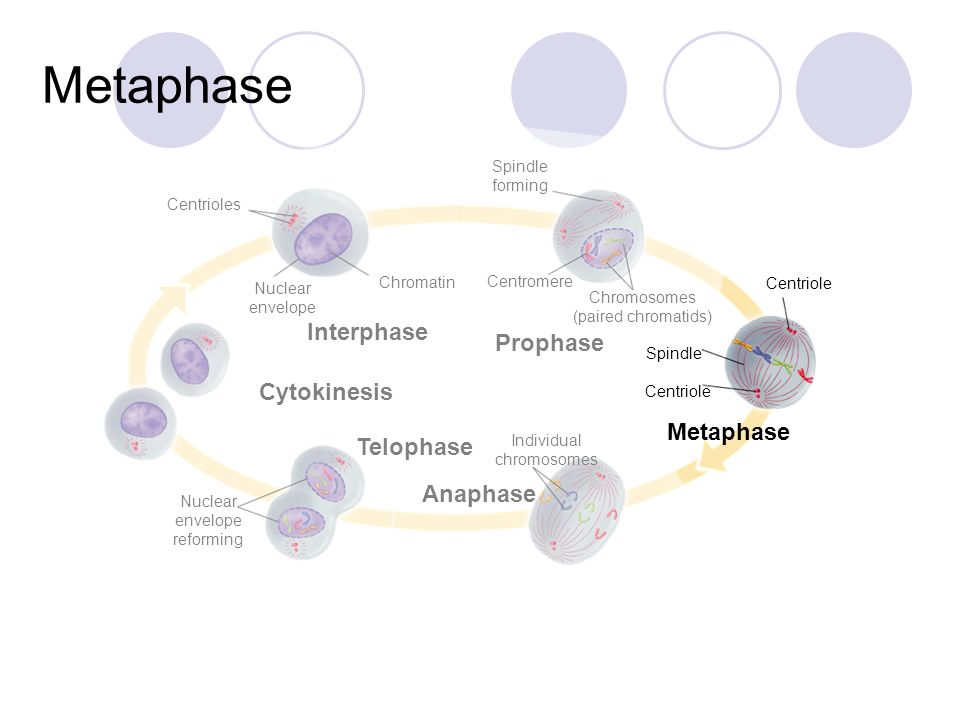 Metaphase Interphase Prophase Cytokinesis Metaphase Telophase Anaphase