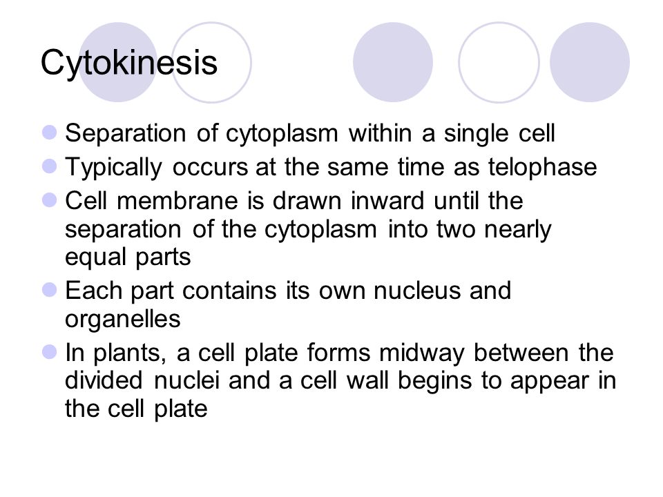 Cytokinesis Separation of cytoplasm within a single cell