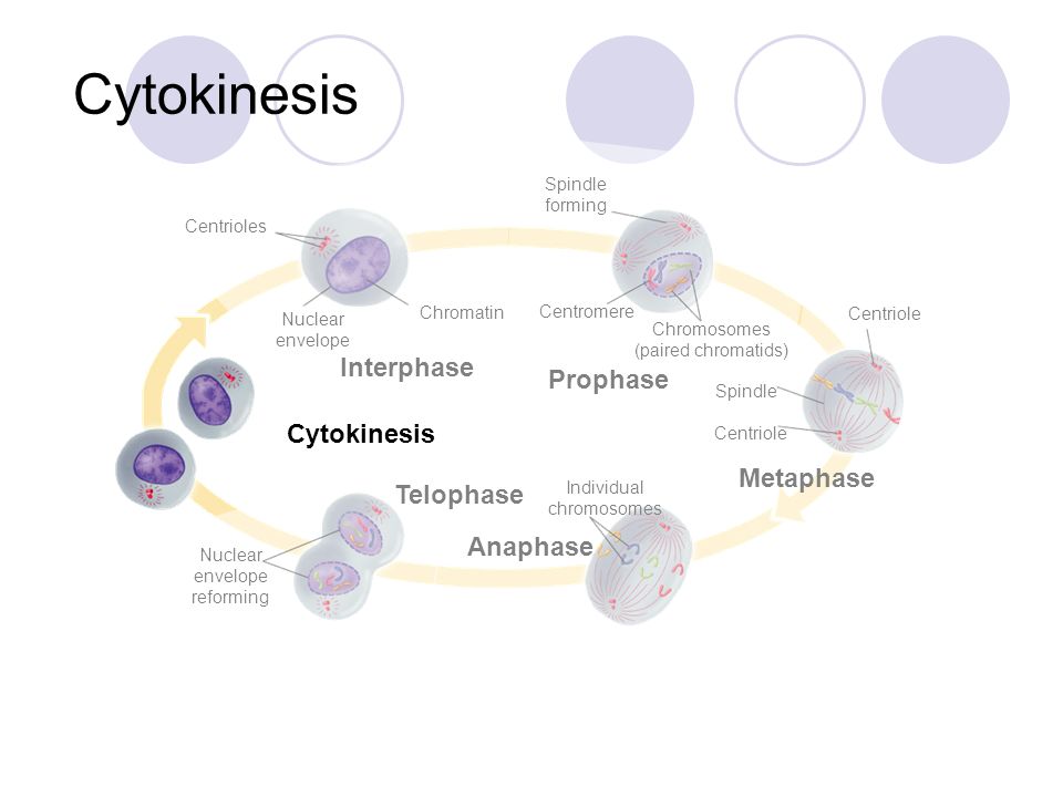 Cytokinesis Interphase Prophase Cytokinesis Metaphase Telophase