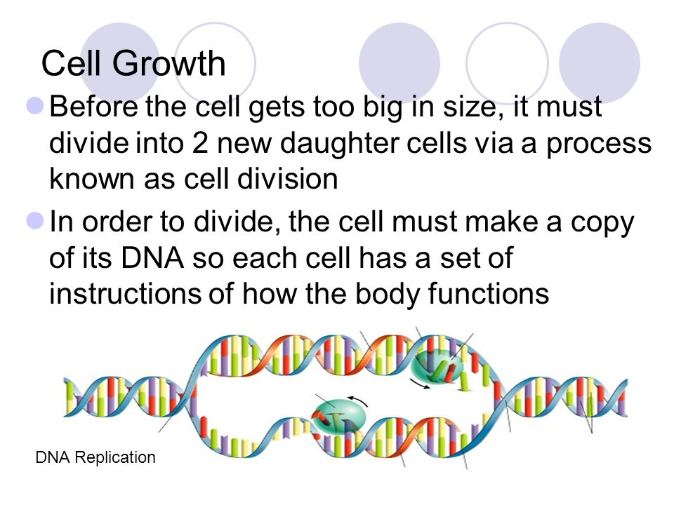 Cell Growth Before the cell gets too big in size, it must divide into 2 new daughter cells via a process known as cell division.