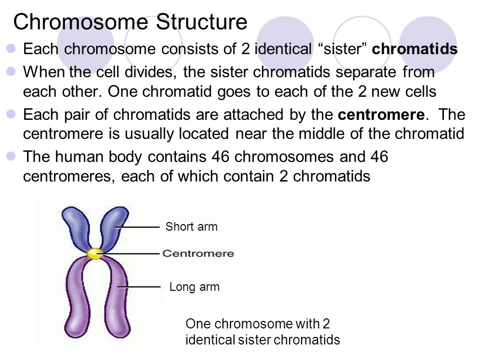 Chromosome Structure Each chromosome consists of 2 identical sister chromatids.