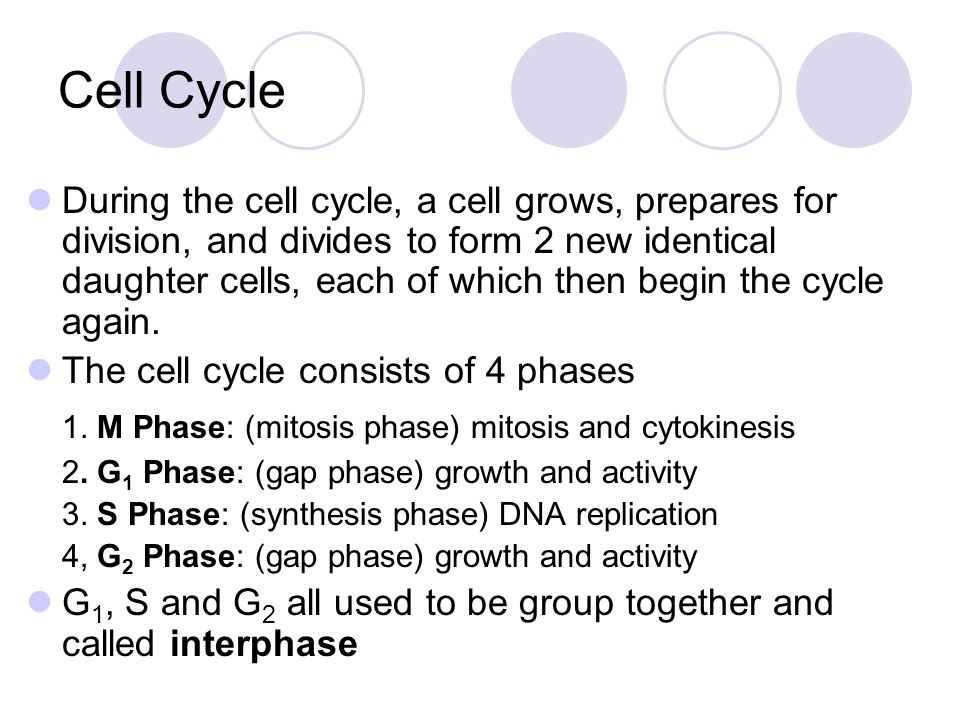 Cell Cycle 1. M Phase: (mitosis phase) mitosis and cytokinesis