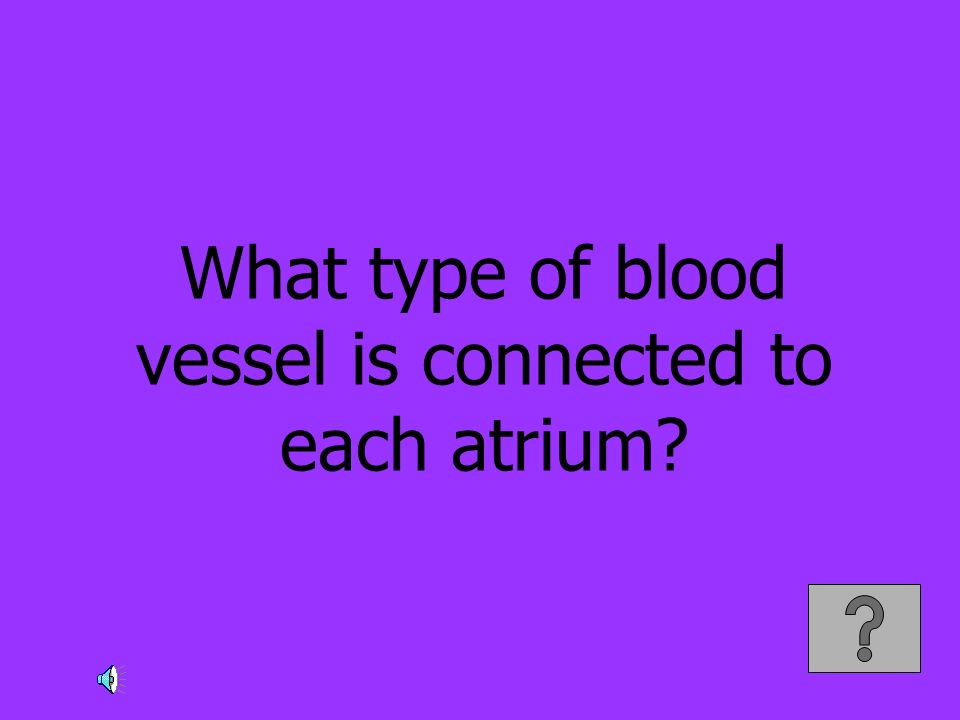 What type of blood vessel is connected to each atrium