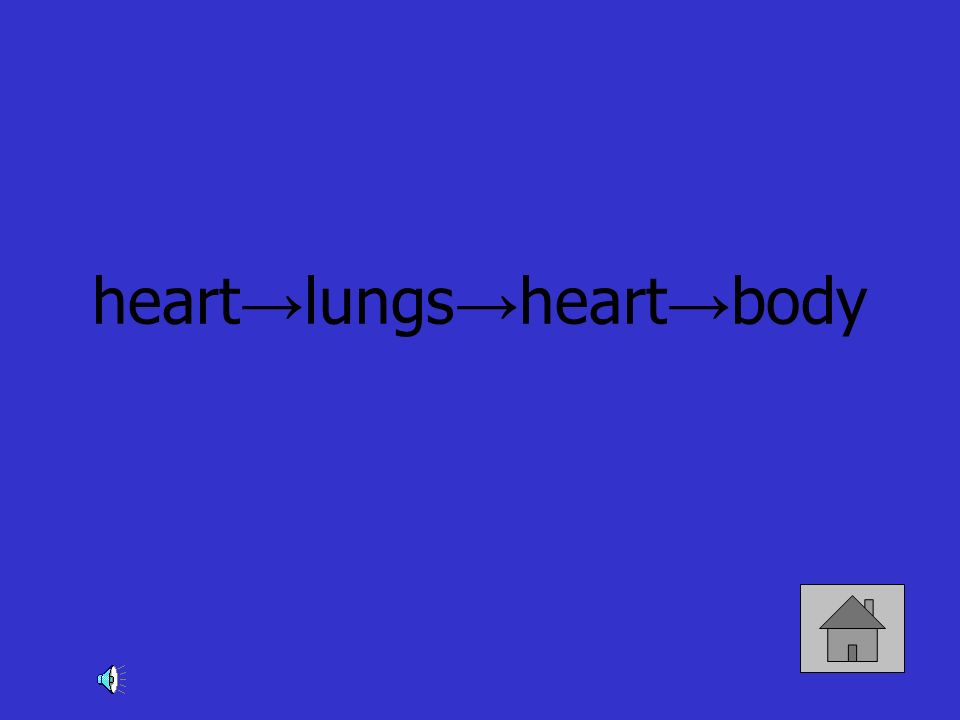 heart→lungs→heart→body