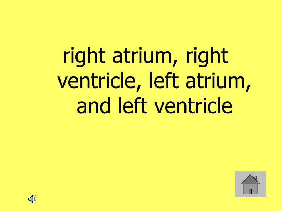 right atrium, right ventricle, left atrium, and left ventricle