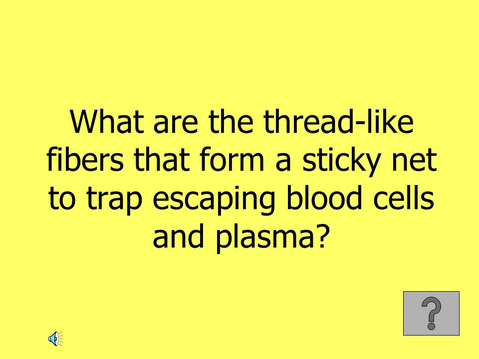 What are the thread-like fibers that form a sticky net to trap escaping blood cells and plasma