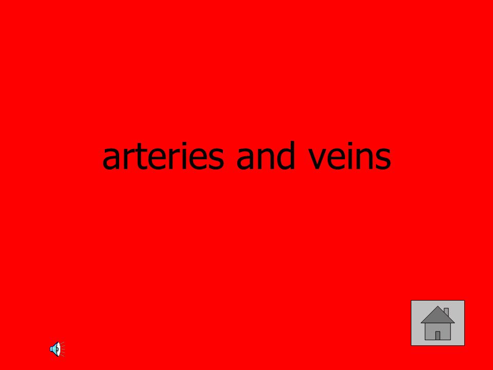 arteries and veins