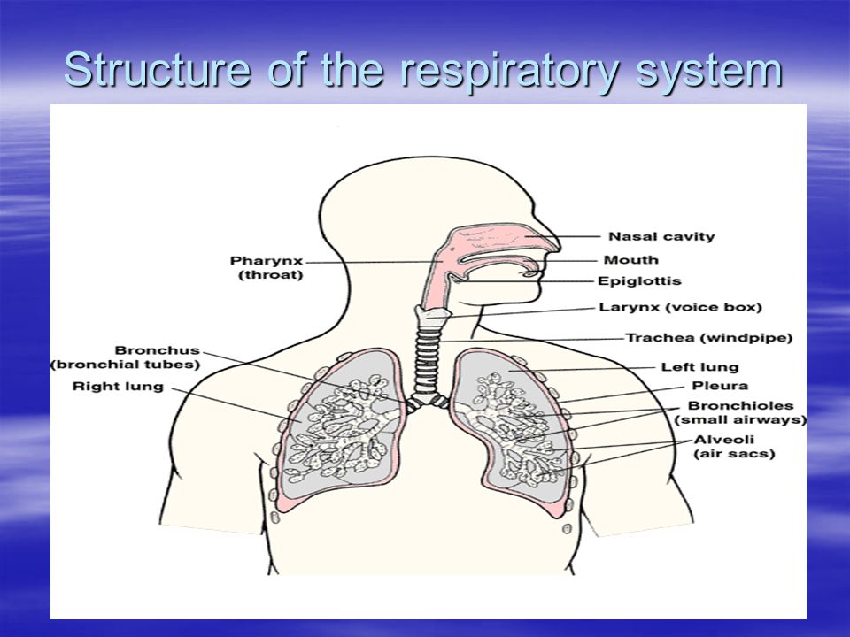 Structure of the respiratory system